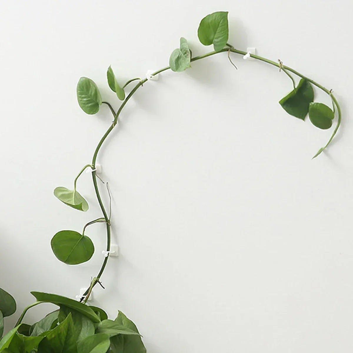 10/20pcs-Plant Fixator Wall Mounted Universal Hook Used for Hanging Baskets Climbing Vines Plant Home Garden Accessories
